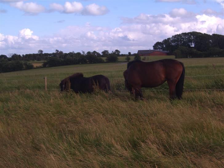 Hollandsk Varmblod Beauty Rose Solgt  billede 10