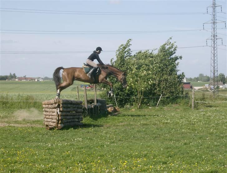 Holstener Miss Money Penny Solgt:( - Første gang i terræn :) billede 6