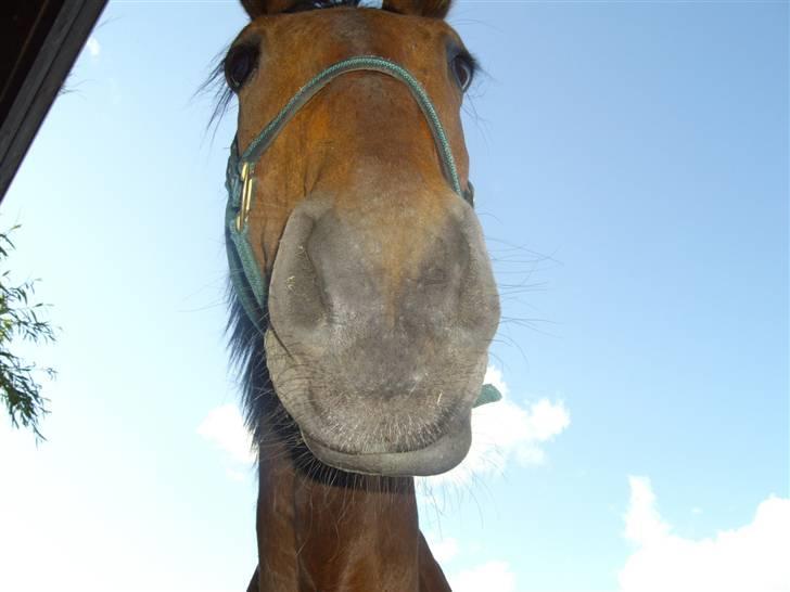 Anden særlig race Nickey *SOLG* - Elloooooo kalder Nina. Stop det der :S Hih billede 14