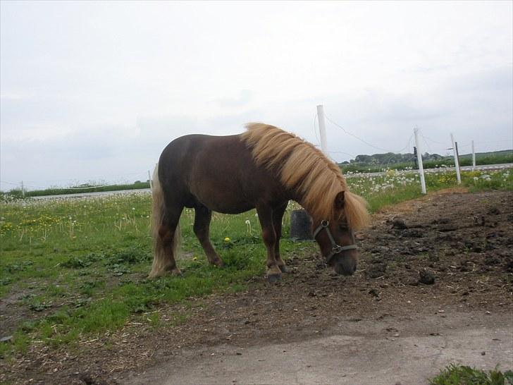 Shetlænder boris R.I.P :'( - smuk sak<3 billede 5