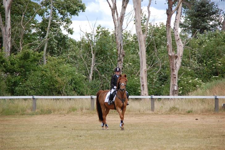 Svensk Sportspony  Casco - 16#Til stævne<3 Foto. Min onkel Mackal billede 16