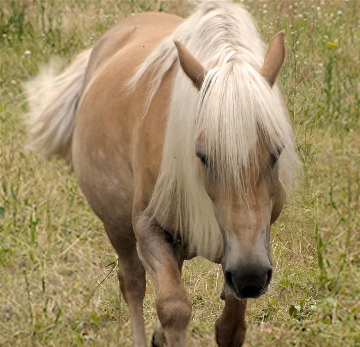 Haflinger Herta - 6) Herta på sommergræs 2009 billede 5