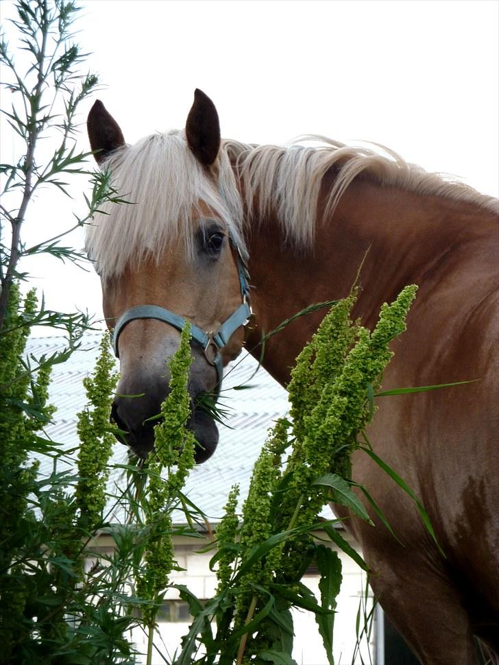 Haflinger Herta - 7) Herta tuller rundt ude sammen med os :D (efter hendes grimme klipning!) 2010 billede 6