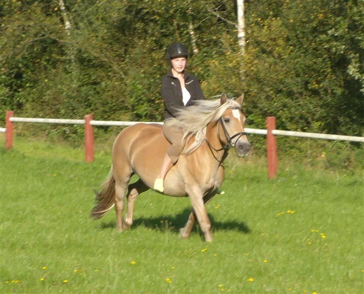 Haflinger Herta - 10) Galop på græsspringbanen ;D billede 9