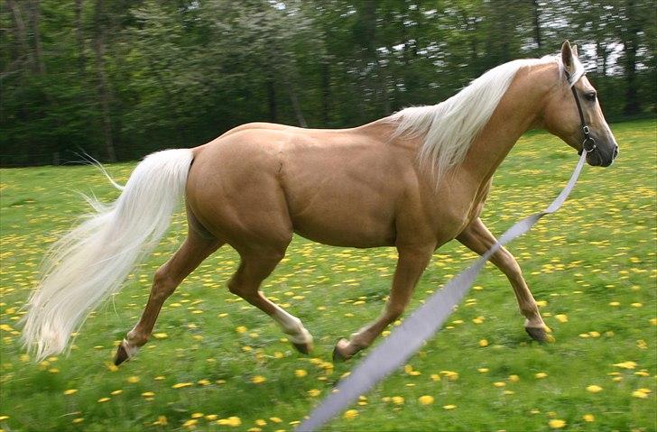 Palomino Serenity RIP. - 15/5-10 billede 10