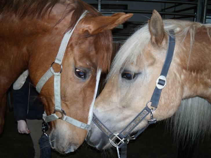 Haflinger Herta - 11) Herta [til højre] med hendes bedste veninde Pamina billede 10