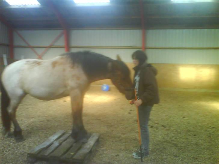 Anden særlig race Kampvogn *Har trænet* - Hun bliver trænet frit, her er hun første gang på palle :) 2 år - taget af Lissi billede 18