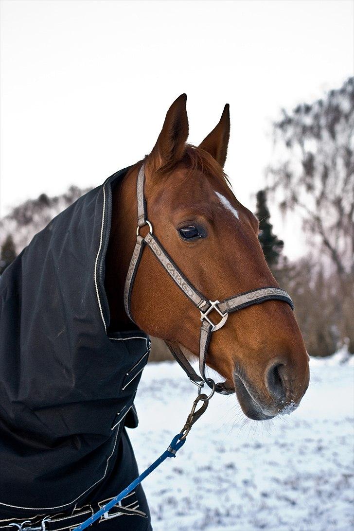 Frederiksborg Docill Jomfrugaard - vinter 2010 billede 1