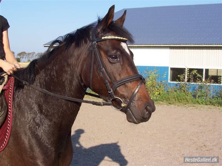 Dansk Varmblod Vestergårds Lillebror-RIP billede 1
