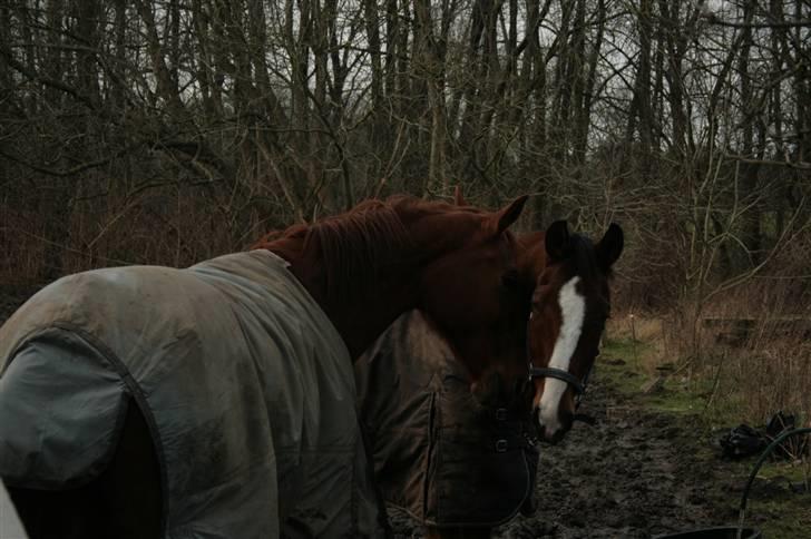 Frederiksborg Docill Jomfrugaard billede 2