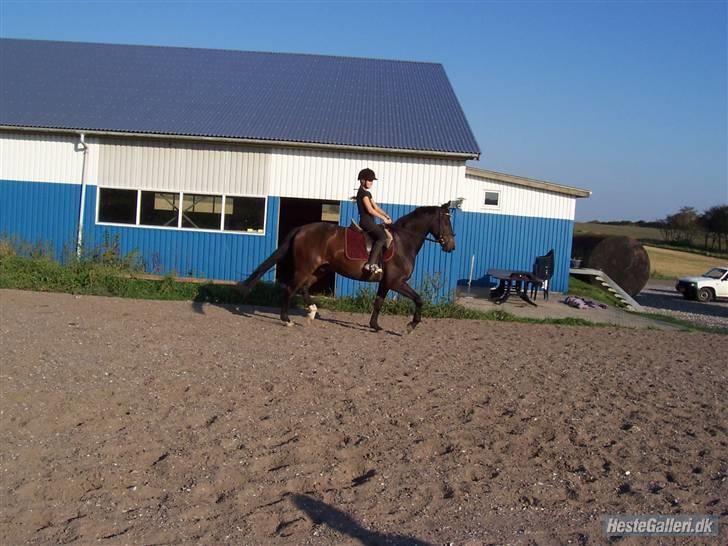 Dansk Varmblod Vestergårds Lillebror-RIP billede 2
