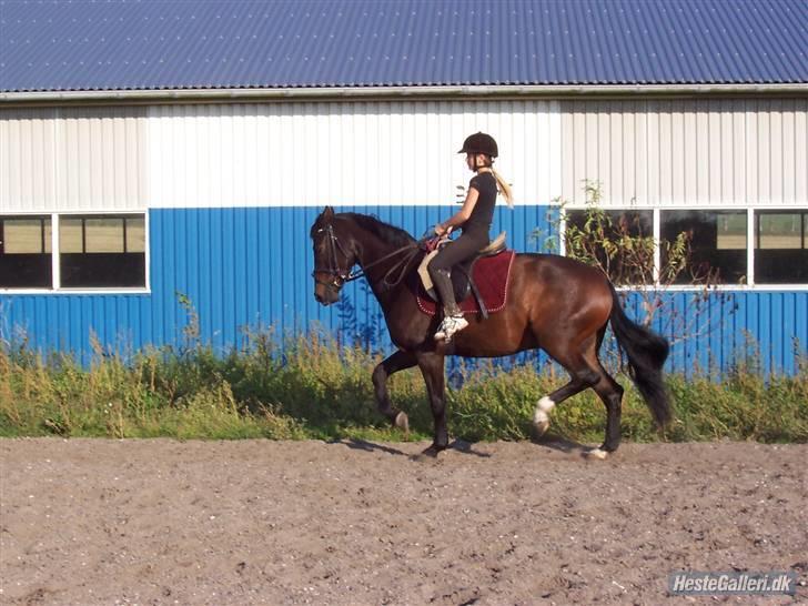 Dansk Varmblod Vestergårds Lillebror-RIP billede 3