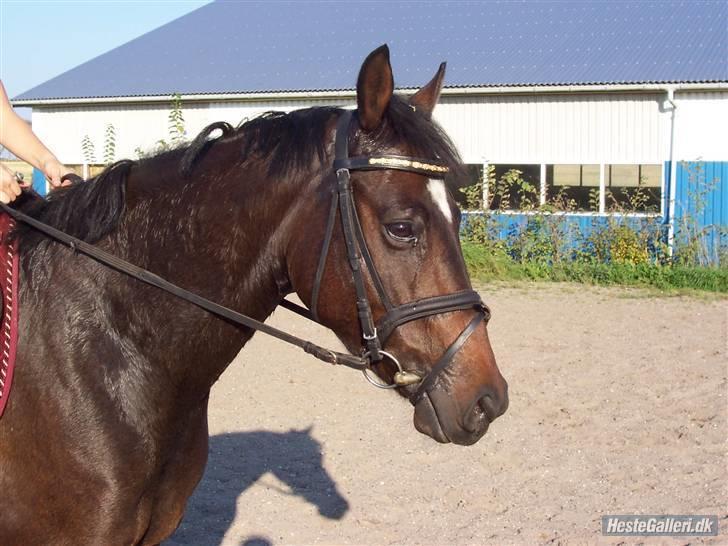 Dansk Varmblod Vestergårds Lillebror-RIP billede 4