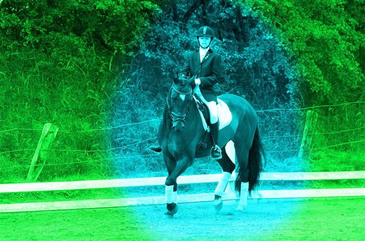 Dansk Varmblod Vestergårds Lillebror-RIP billede 5