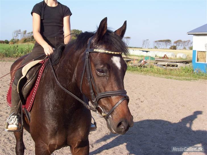 Dansk Varmblod Vestergårds Lillebror-RIP billede 6