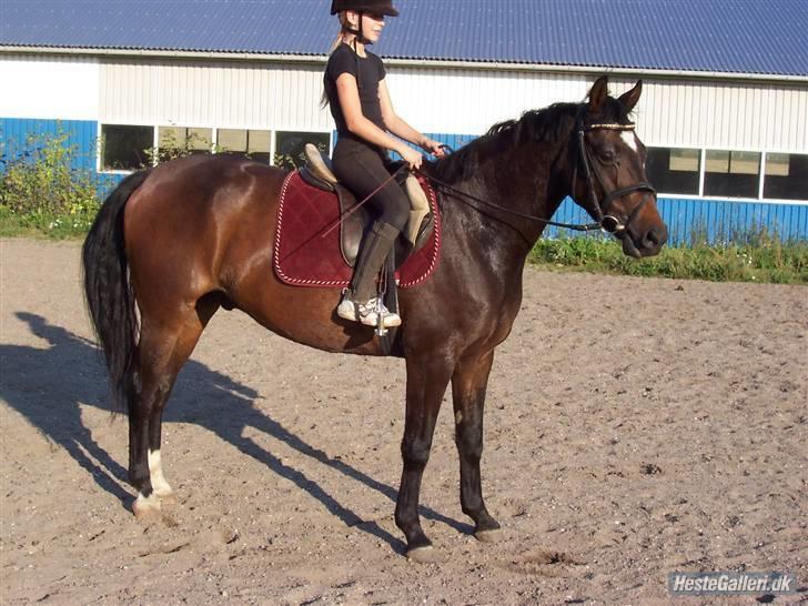 Dansk Varmblod Vestergårds Lillebror-RIP billede 7