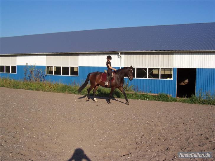 Dansk Varmblod Vestergårds Lillebror-RIP billede 8