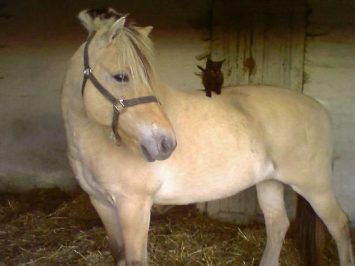 Fjordhest Skovvejes Annemone*Mone* - 6) mone me dden lille kat på ryggen billede 6
