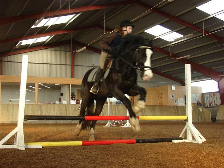 Welsh Cob (sec D) Zoltan of sving R.I.P.  - Den første gang jeg sprang på Zoltan billede 6