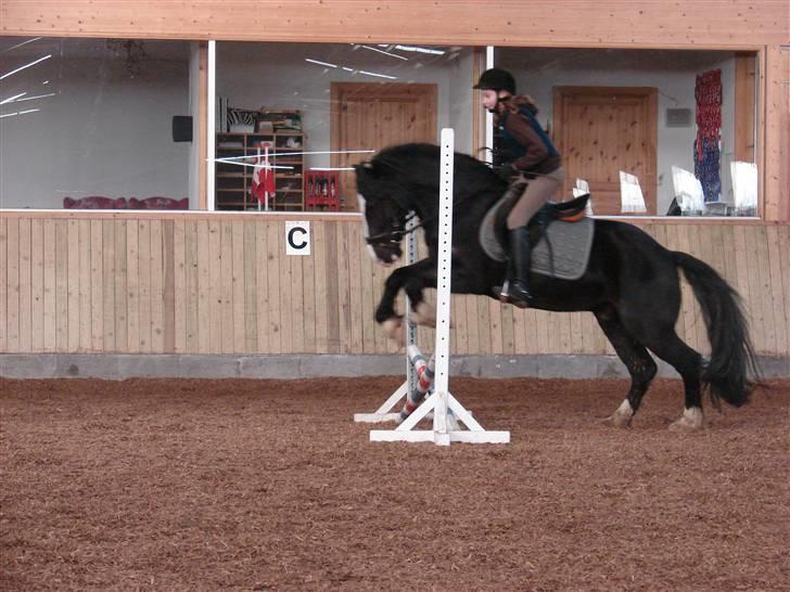 Welsh Cob (sec D) Zoltan of sving R.I.P.  - Han elsker at springe. billede 8