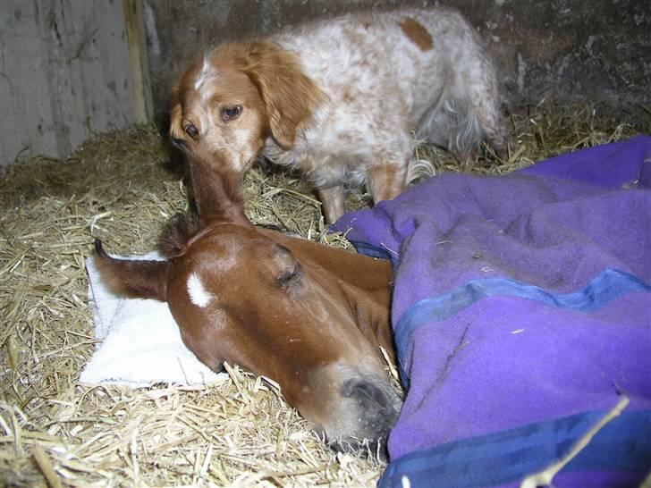 Arabisk fuldblod (OX) Bjørnsholms Ramî Shaaban - Freja kysser Rami godnat efter en lang dag. 5 dage gammel. billede 1