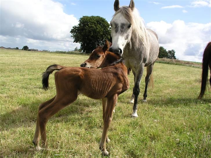 Arabisk fuldblod (OX) Bjørnsholms Ramî Shaaban - Fangio er sød ved Rami, men det er ikke mor... billede 5