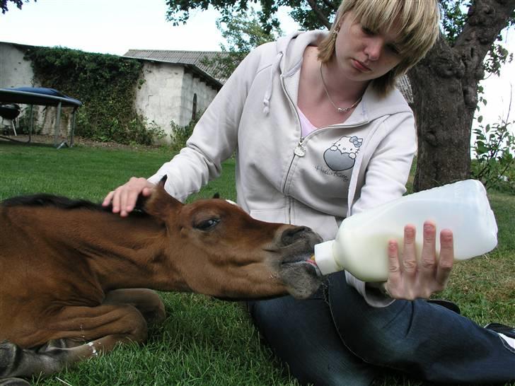 Arabisk fuldblod (OX) Bjørnsholms Ramî Shaaban - Henriette hjælper til med fodringen. Rami skal nu drikke 1 liter hver 2.time billede 7