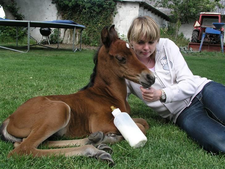 Arabisk fuldblod (OX) Bjørnsholms Ramî Shaaban - Rami og Henriette hviler inden den store sutteflaske med 1 liter skal gives. billede 8