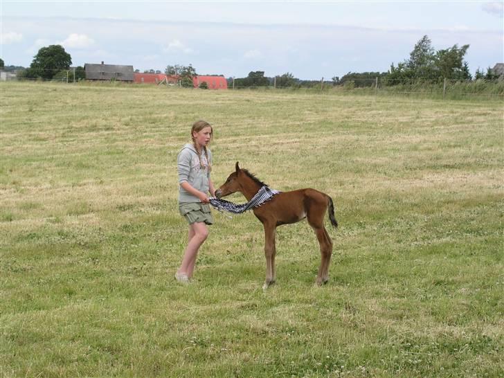 Arabisk fuldblod (OX) Bjørnsholms Ramî Shaaban - Cathrine og Rami på folden 3.dag billede 9