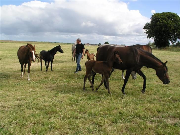 Arabisk fuldblod (OX) Bjørnsholms Ramî Shaaban - på tur mellem hestene. Aishas føl, Ra Faî, er snart 4 uger gammel billede 14