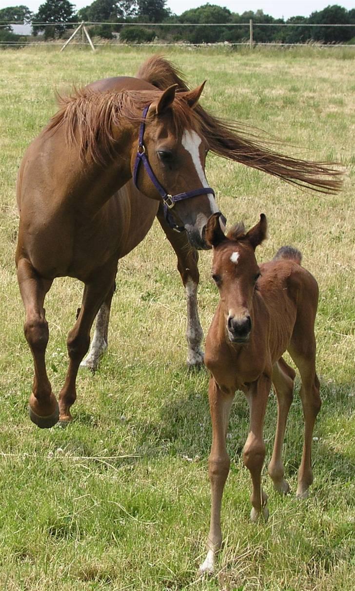 Arabisk fuldblod (OX) Bjørnsholms Ramî Shaaban - Rami med sin nye mor/amme kaldet "Lamme". En skøn, omsorgsfuld OX der virkelig passer på ham billede 15