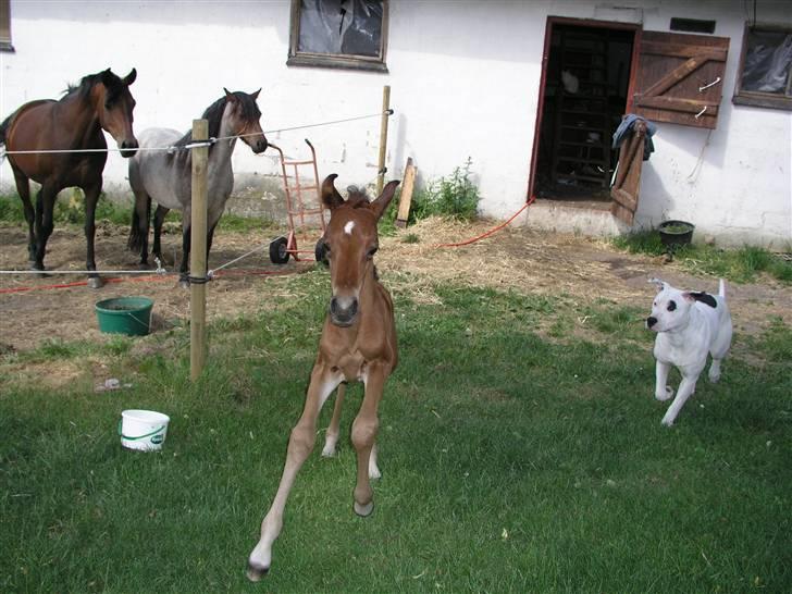 Arabisk fuldblod (OX) Bjørnsholms Ramî Shaaban - 2 dag. så sjov at prøve de lange ben af i fuld fart. Dina er "støttepædagog" og selskab billede 18