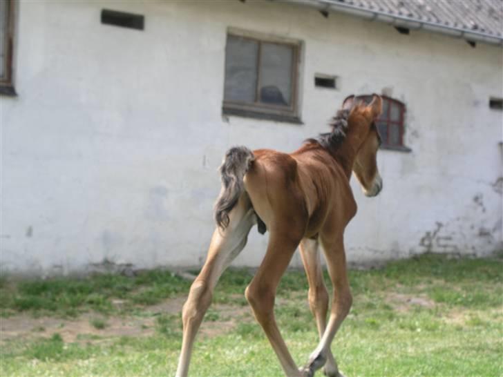 Arabisk fuldblod (OX) Bjørnsholms Ramî Shaaban billede 20