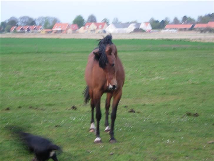 Arabisk fuldblod (OX) Newado - Newado, kigger lidt mærkeligt på hunden :) billede 4