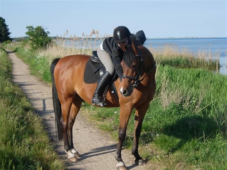 Arabisk fuldblod (OX) Newado - Mig og Newado på tur :) billede 5