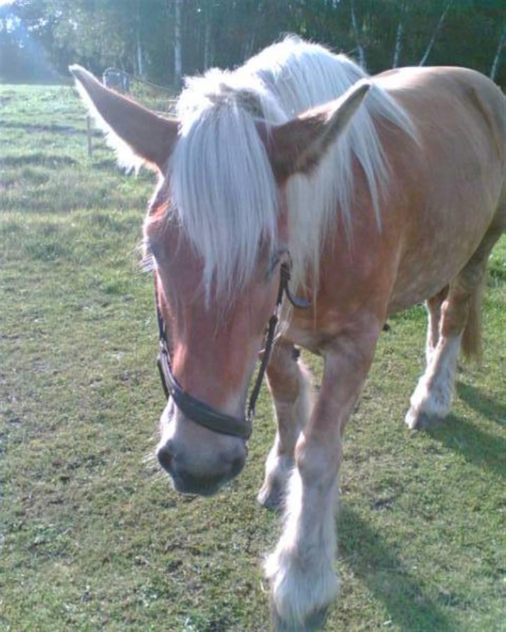 Jyde thea - SOLGT billede 19