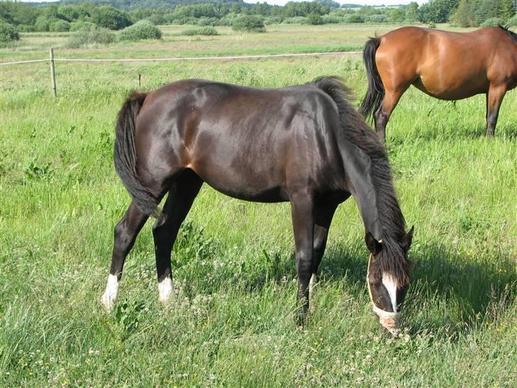 Dansk Varmblod Lavenya - juni 08 billede 5