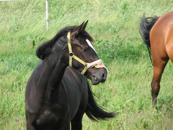 Dansk Varmblod Lavenya - profil.. ja hun har en klud på grimen, det er for at hun ikke skal få skoldet sin mule billede 6