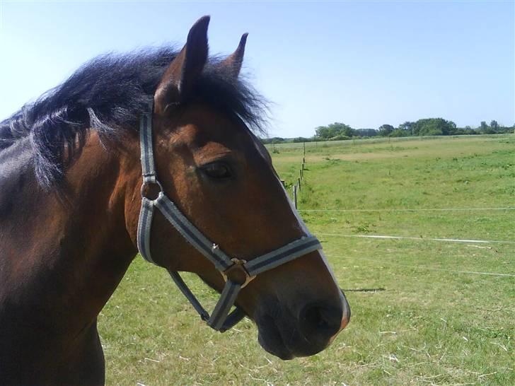 Anden særlig race congo*solgt* - congo på sommergræs billede 13