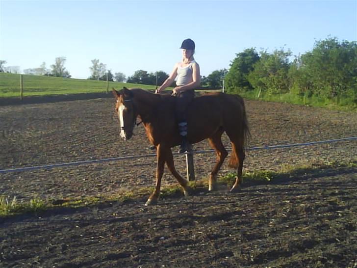 Frederiksborg Atlantis - Vi red lige lidt hygge dressur billede 3