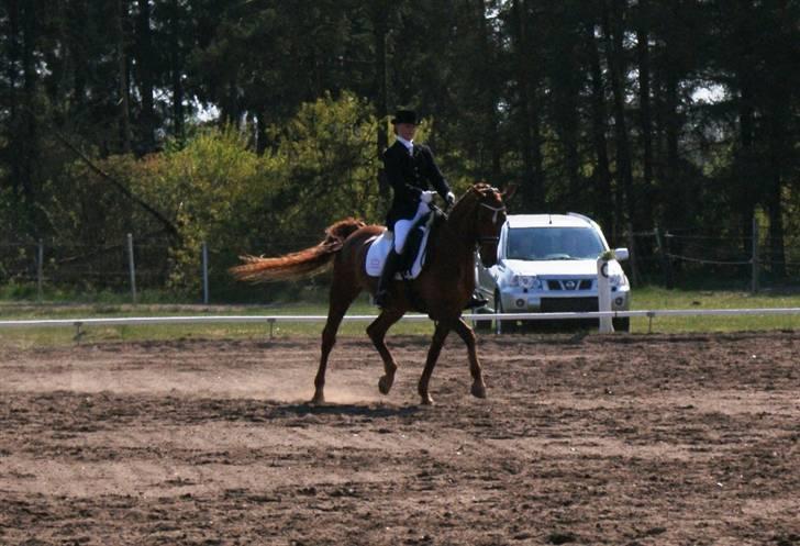 Dansk Varmblod Lizette Grand Prix hest i dressur billede 9