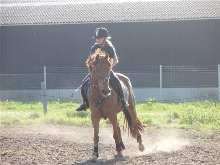 Svensk Sportspony  Casco - 19# Casco<33 Foto. Mor billede 19