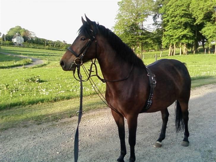 New Forest SOLGT :'( Tanholt Limara billede 3