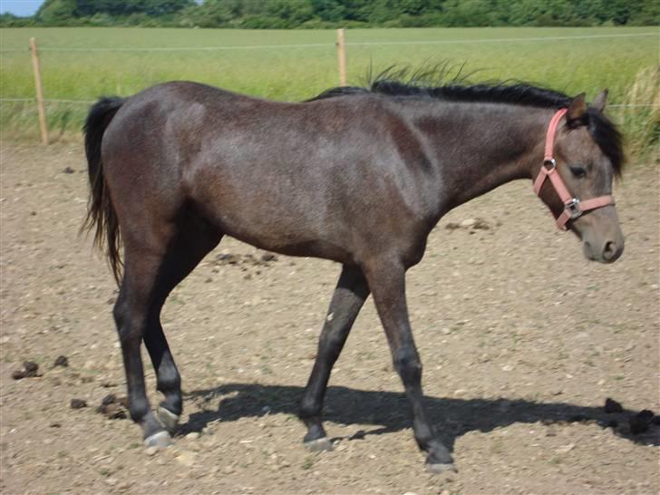 Welsh Pony (sec B) Challenger  billede 7