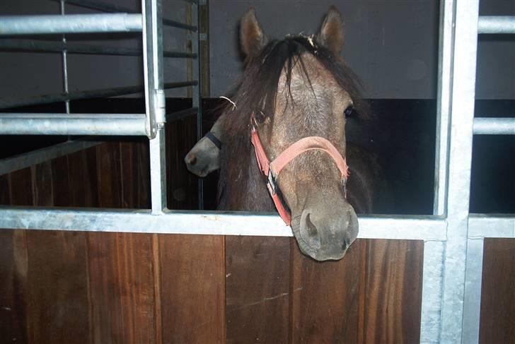 Welsh Pony (sec B) Challenger  billede 8