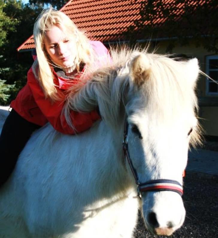 Islænder Baldur fra Lønne - Efterår 09 billede 3