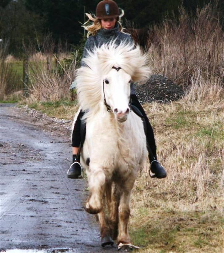 Islænder Baldur fra Lønne - <3 [Foto: Min mor] billede 4