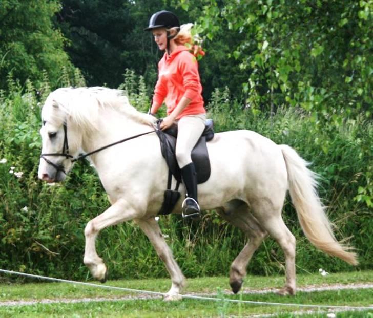 Islænder Baldur fra Lønne - NYT! Trav på grusvejen d. 19 juli 2009 [Foto: Min mor] billede 5