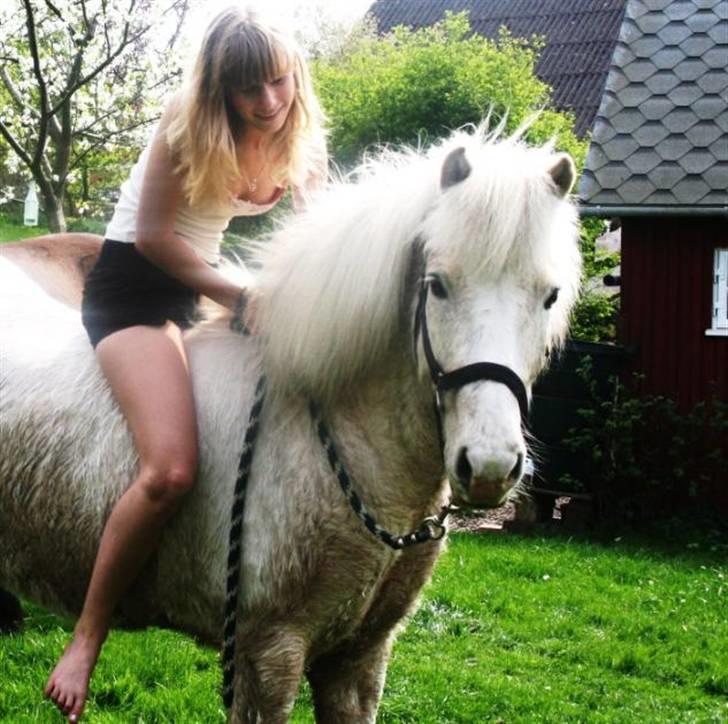 Islænder Baldur fra Lønne - Hygge i haven :) [Foto: Min mor] billede 6