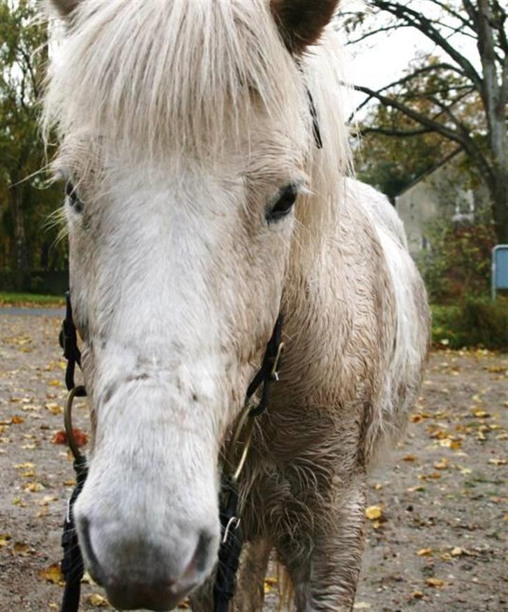 Islænder Baldur fra Lønne -  [Foto: Mig] billede 7